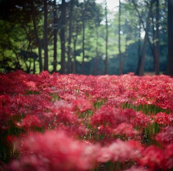 世界上最诡异漂亮的花(漂亮6种鬼花)