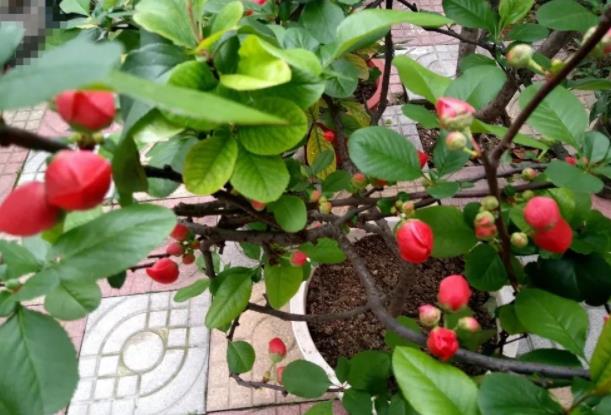 世界上最诡异漂亮的花(漂亮6种鬼花)