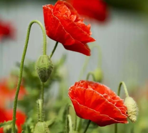 世界上最诡异漂亮的花(漂亮6种鬼花)