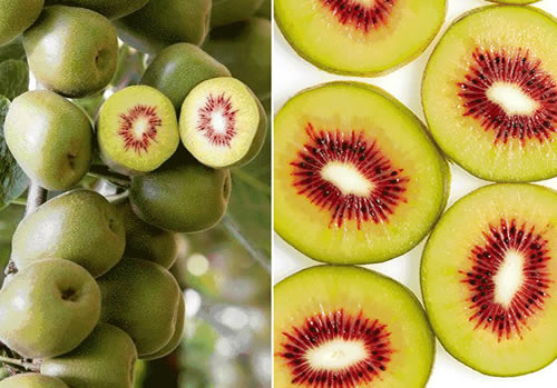 水果之王是哪种水果(曾经的4种水果) 水果之王是哪种水果(曾经的4种水果)