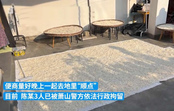 300斤萝卜被偷找到已成萝卜丝 始末真相及结局起底