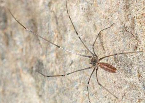 家中常见的20种蜘蛛 你见过哪几种？