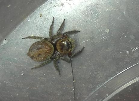 家中常见的20种蜘蛛 你见过哪几种？