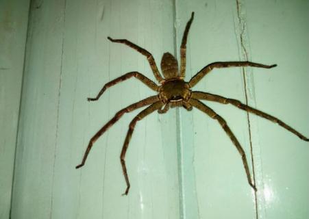 家中常见的20种蜘蛛 你见过哪几种？
