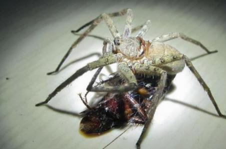 家中常见的20种蜘蛛 你见过哪几种？