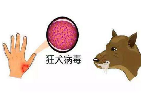 狂犬病的早期症状有哪些 能治愈吗(以预防为主)