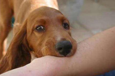 狂犬病的早期症状有哪些 能治愈吗(以预防为主)