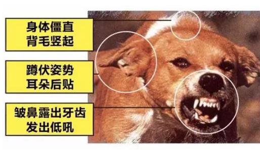 狂犬病的早期症状有哪些 能治愈吗(以预防为主)