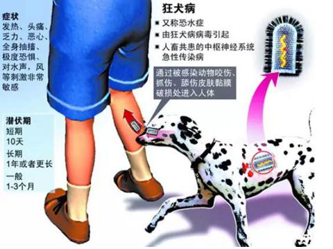 狂犬病的早期症状有哪些 能治愈吗(以预防为主)