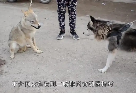 狼为什么不咬哈士奇 狼会把哈士奇当同类吗