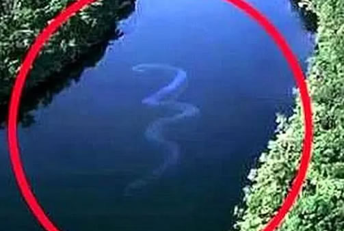 中国最吓人的一条巨蛇(五十米的巨蟒吓晕了旷工) 中国最吓人的一条巨蛇(五十米的巨蟒吓晕了旷工)