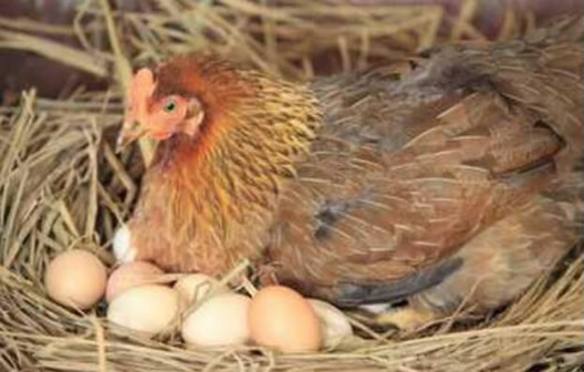 先有鸡先有蛋正确答案是什么(科学给出答案)