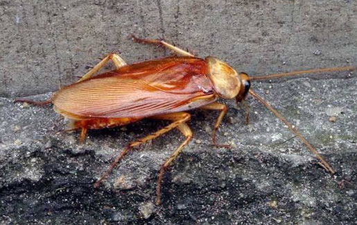 蟑螂会靠近熟睡的人吗 会咬人吗？