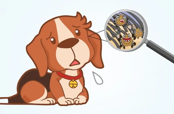 宠物怎么驱虫 5个给宠物驱虫方法