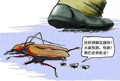 下水道蟑螂怎么消灭最彻底 推荐4个有效方法 下水道蟑螂怎么消灭最彻底 推荐4个有效方法