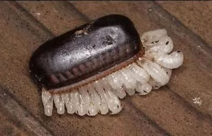 下水道蟑螂怎么消灭最彻底 推荐4个有效方法 下水道蟑螂怎么消灭最彻底 推荐4个有效方法