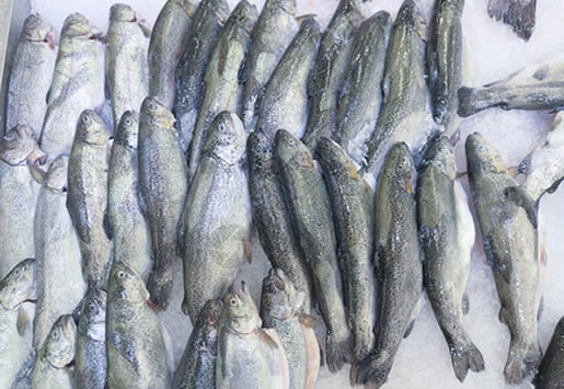 寄生虫最多的三种鱼不能吃 寄生虫最多的三种鱼不能吃