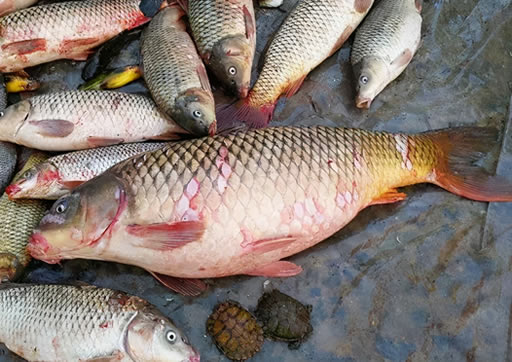 寄生虫最多的三种鱼不能吃 寄生虫最多的三种鱼不能吃