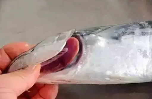 寄生虫最多的三种鱼不能吃 寄生虫最多的三种鱼不能吃