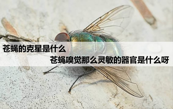 苍蝇的克星是什么 苍蝇嗅觉那么灵敏的器官是什么呀 苍蝇的克星是什么 苍蝇嗅觉那么灵敏的器官是什么呀