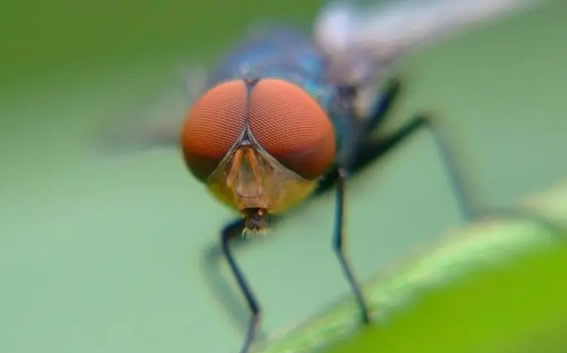 苍蝇的克星是什么 苍蝇嗅觉那么灵敏的器官是什么呀 苍蝇的克星是什么 苍蝇嗅觉那么灵敏的器官是什么呀