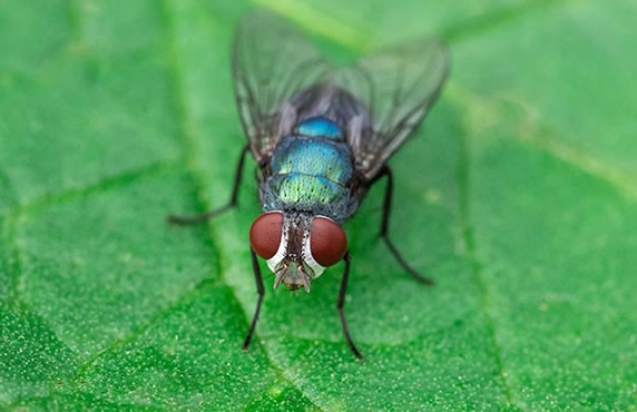苍蝇的克星是什么 苍蝇嗅觉那么灵敏的器官是什么呀 苍蝇的克星是什么 苍蝇嗅觉那么灵敏的器官是什么呀