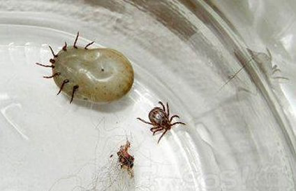 蜱虫最怕这3种东西 蜱虫的天敌(蜱虫咬人后症状) 蜱虫最怕这3种东西 蜱虫的天敌(蜱虫咬人后症状)