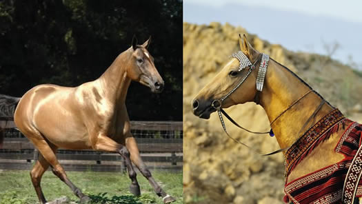 赤兔马是汗血宝马吗 赤兔马和汗血宝马区别