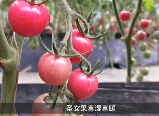 解馋不发胖的15种零食:巧克力排第一,圣女果很多人喜欢 解馋不发胖的15种零食:巧克力排第一,圣女果很多人喜欢