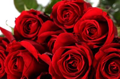 玫瑰花寓意33朵玫瑰代表什么意思 玫瑰花寓意33朵玫瑰代表什么意思