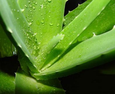 美白祛斑的土方法 美白祛斑的土方法