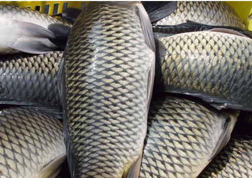 吃什么丰胸最有效 日常10大丰胸食物让你波涛汹涌