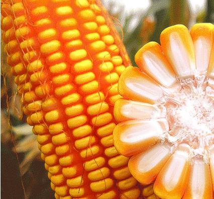 吃什么丰胸最有效 日常10大丰胸食物让你波涛汹涌 吃什么丰胸最有效 日常10大丰胸食物让你波涛汹涌