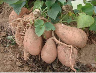 吃什么食物可以排毒