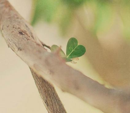 恋爱走不长的星座cp