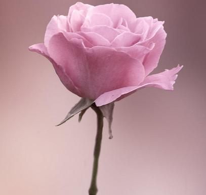 十二星座谁的爱情不切实际 十二星座谁的爱情不切实际