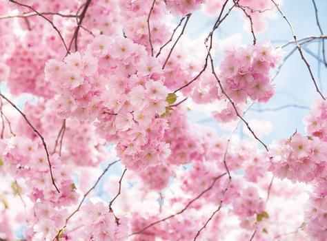 三月份哪些生肖桃花运最旺