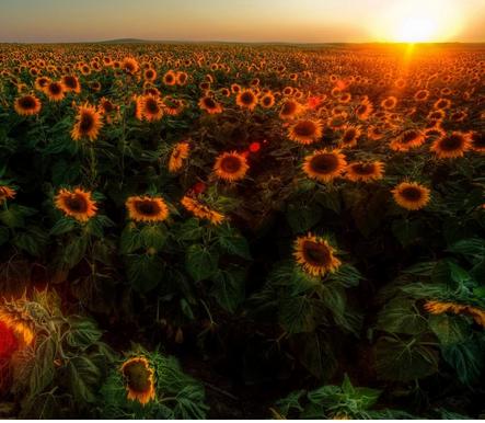 天蝎座男和什么座最配