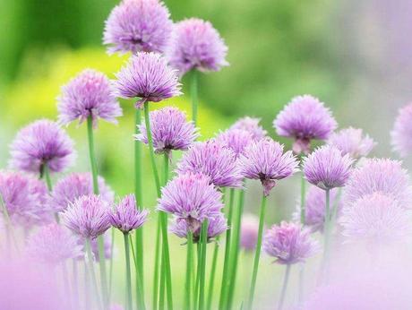 5月21日是什么星座