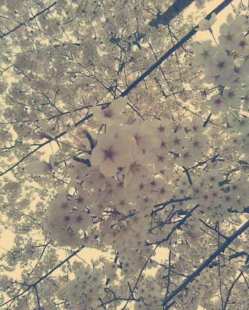 1991年属什么生肖的 1991年属什么生肖的