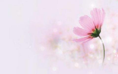 属狗的今年多大2017