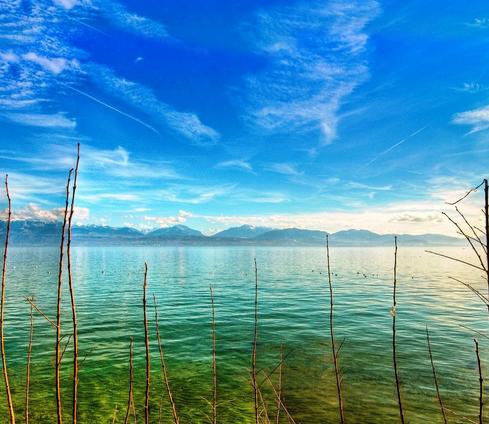 属狗的今年多大2017 属狗的今年多大2017