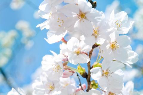 84年属什么生肖 84年属什么生肖