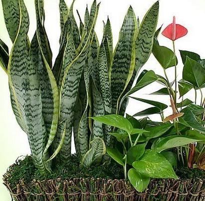 虎皮兰的养殖方法和注意事项 虎皮兰的养殖方法和注意事项