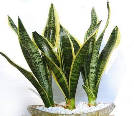 虎皮兰的养殖方法和注意事项 虎皮兰的养殖方法和注意事项