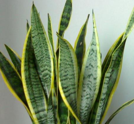 虎皮兰的养殖方法和注意事项