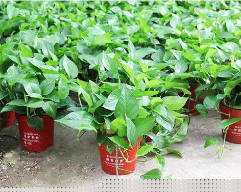 绿萝的养殖方法和注意事项 绿萝的养殖方法和注意事项