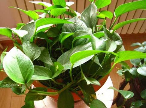 绿萝的养殖方法和注意事项 绿萝的养殖方法和注意事项