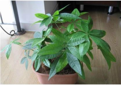 发财树的养殖方法和注意事项 发财树的养殖方法和注意事项