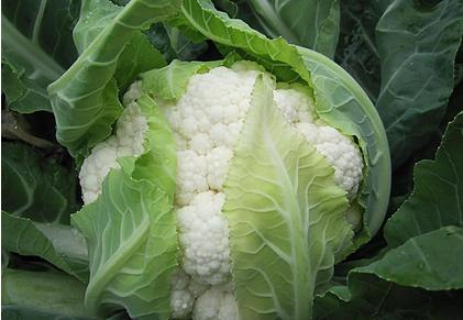 丰胸的食物有哪些